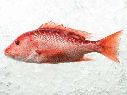 Червен снапер Alexfish