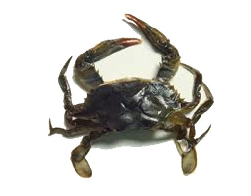 Рак с мека черупка Seafood Market